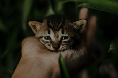 Close-up of hand holding kitten