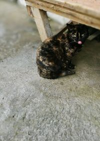 High angle portrait of cat on footpath