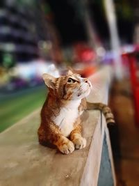 Close-up of a cat looking up