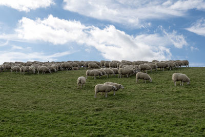 Sheep on green grass beautiful sky