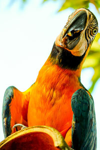 Close-up of parrot perching