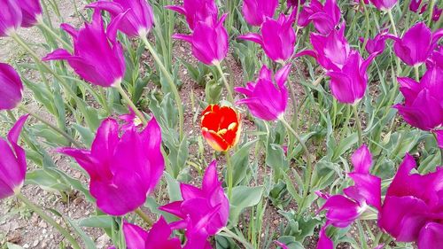Close-up of pink flowers