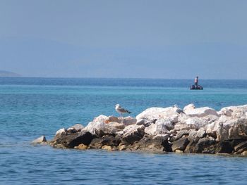 Seagull perching on rock at shore against blue sky