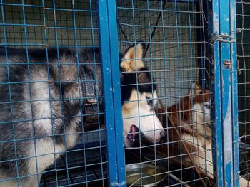 Close-up of dog in cage