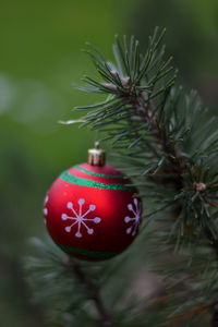 Close-up of christmas tree