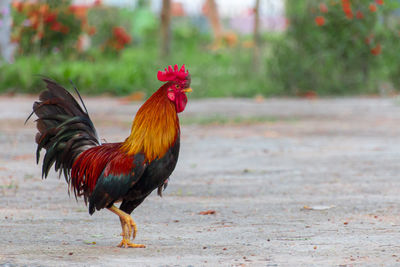 Bantam in countryside,colorful bantam, chicken colorful
