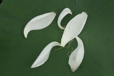 Close-up of white lily