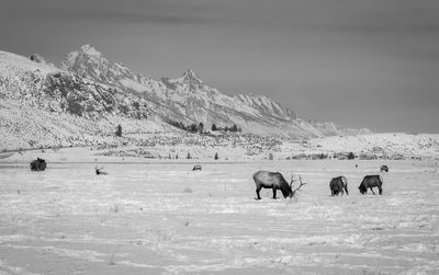 Horses on landscape against sky