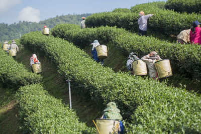 High angle view of people harvesting tea