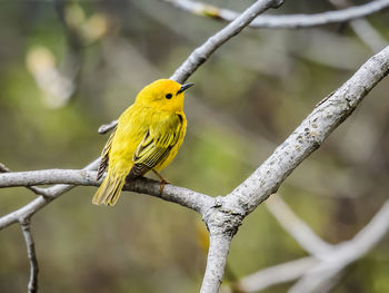 Close-up of bird perching on branch