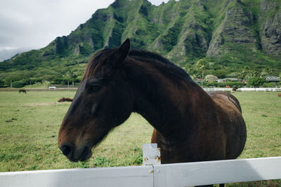 Horse standing on field