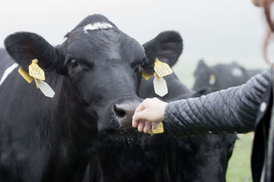 Cropped hand reaching towards cow