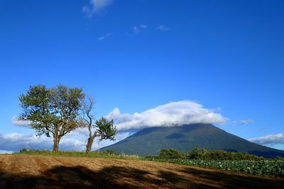 Trees on field against blue sky