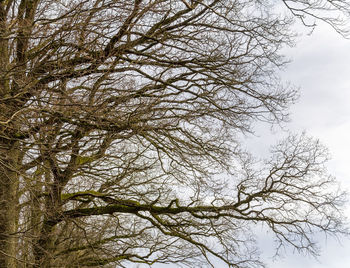 Low angle view of bare tree against sky