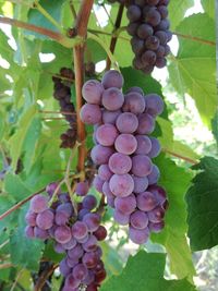 Low angle view of grapes hanging from vine