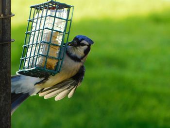 Close-up of bird perching on feeder