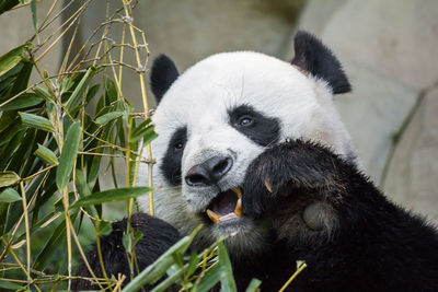 Close-up of panda eating