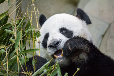 Close-up of animal eating in zoo