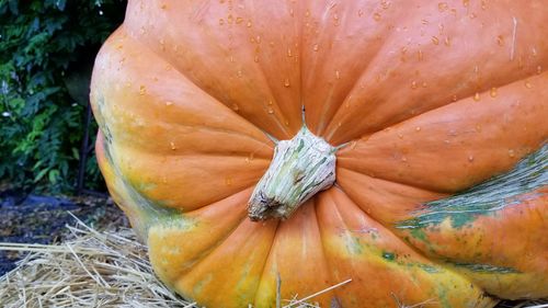 High angle view of pumpkins on field