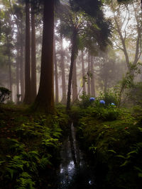 Scenic view of waterfall in forest