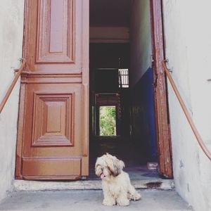 Dog outside house