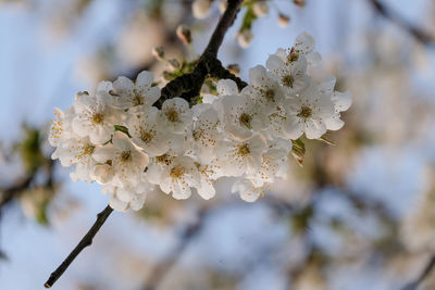 Close-up of cherry blossoms in spring