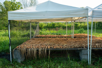 Beautiful long-stemmed yellow onions cure under shade tents on an organic vegetalble farm. 