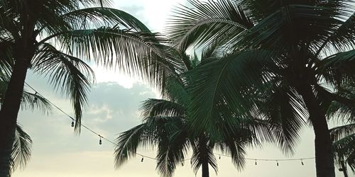 Low angle view of palm trees against sky