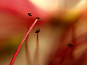 Macro shot of red flowering plant