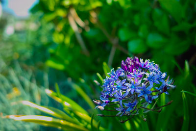 Close-up of purple flowering plant