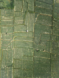 Ariel view of agricultural fields