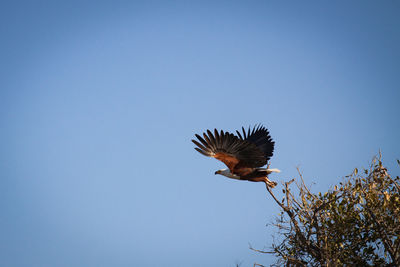 Low angle view of eagle flying against clear blue sky