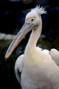Close-up of pelican