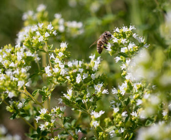 Bee pollinating on white flowers at park