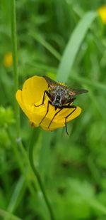 Close-up of insect pollinating on yellow flower