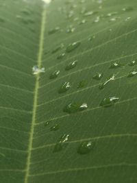 Close-up of green leaves