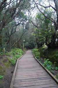 Footpath amidst trees in forest