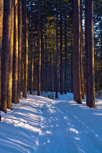 Snow covered pine trees in forest during winter