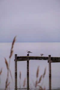 Seagull perching on wooden post in sea against sky