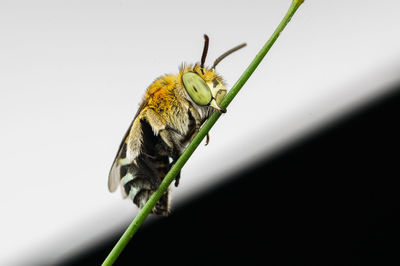 Close-up of insect perching on leaf