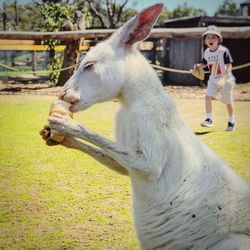 Kangaroo eating food with boy in background
