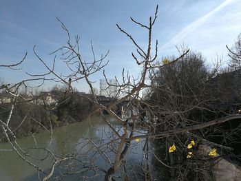 Bare trees against sky