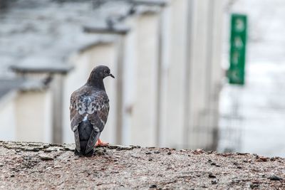 Close-up of pigeon perching on wall