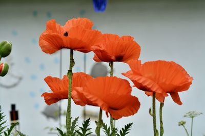 Close-up of orange poppy flowers