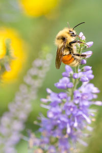 Close-up of bee on purple flower