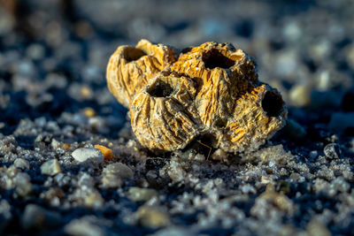 Close-up of coral at beach