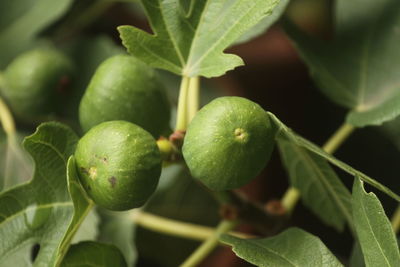 Close-up of fruit growing on plant