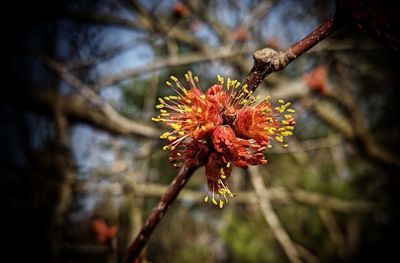 Close-up of flowering plant