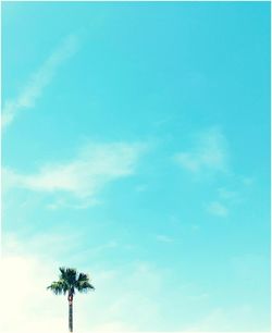 Low angle view of tree against sky