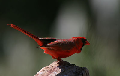 Close-up of bird perching on a flower